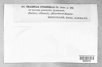 Sphinctrina turbinata image